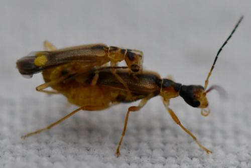 Réf. 284 640 : Malthinus sp.